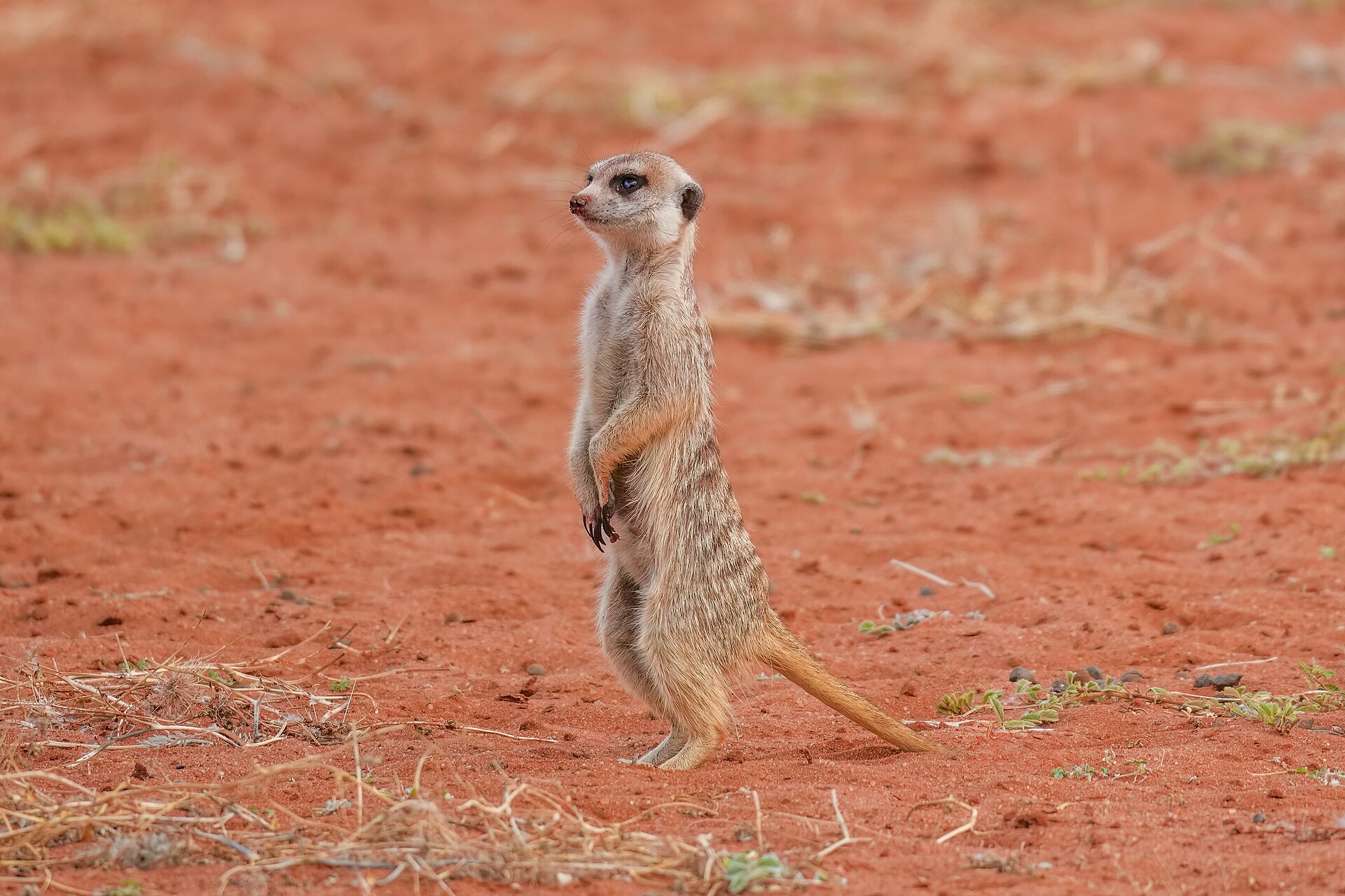 A meerkat surveys a landscape, illustrating the importance of venue layout for event visibility.